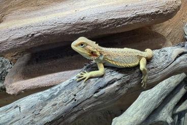 Bearded dragons kaufen und verkaufen Photo: Bartagamenbabys                 