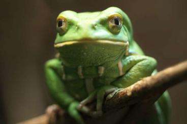 Frösche  kaufen und verkaufen Foto: Grüner Makifrosch, Warziger Makifrosch - Phyllomedusa sauvagii