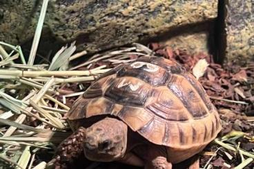 Tortoises kaufen und verkaufen Photo: Maurische Landschildkröte 