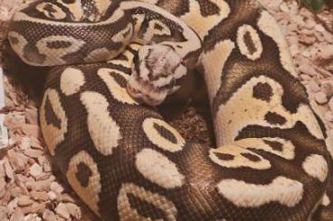 Pythons kaufen und verkaufen Photo: Königspython firefly het clown