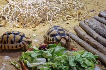 Tortoises kaufen und verkaufen Photo: Ägyptische Landschildkröten - Testudo Kleinmanni