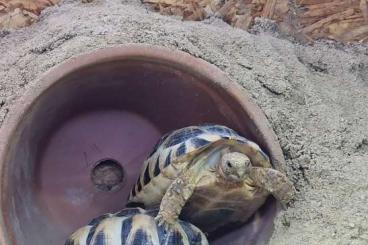 Tortoises kaufen und verkaufen Photo: Ägyptische Landschildkröten - Testudo Kleinmanni