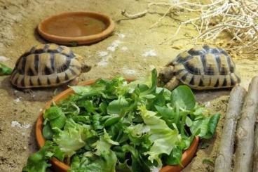 Tortoises kaufen und verkaufen Photo: Ägyptische Landschildkröten - Testudo Kleinmanni