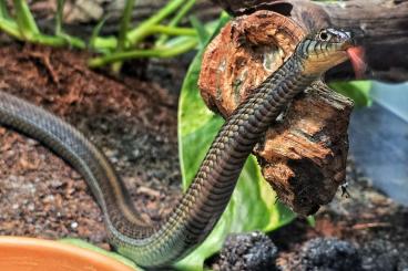 Snakes kaufen und verkaufen Photo: Thamnophis eques obscurus