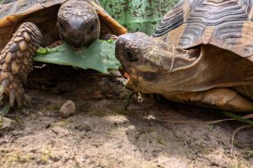 Tortoises kaufen und verkaufen Photo: Zwei Landschildkröten suchen neues Zuhause 