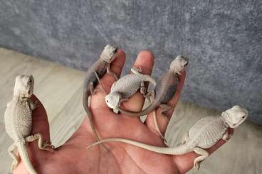 Bearded dragons kaufen und verkaufen Photo: Bartagamen Zero form .............. Bearded dragons kaufen und verkaufen Photo: Bartagamen Zero form ..............