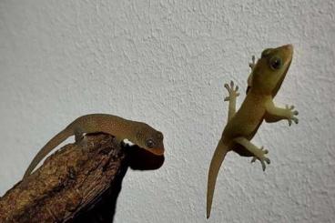 Geckos kaufen und verkaufen Foto: Nachzuchten O. marmorata für Hamm