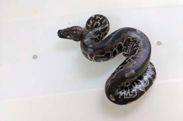 Pythons kaufen und verkaufen Photo: Python Curtus black sumatra 