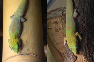 Geckos kaufen und verkaufen Photo: Phelsuma laticauda angularis Zuchtpärchen – 120 € (mit Nachweisen) Geckos kaufen und verkaufen Photo: Phelsuma laticauda angularis Zuchtpärchen – 120 € (mit Nachweisen)