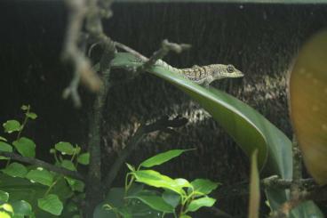 Echsen  kaufen und verkaufen Foto: Anolis roquet zebrilus   