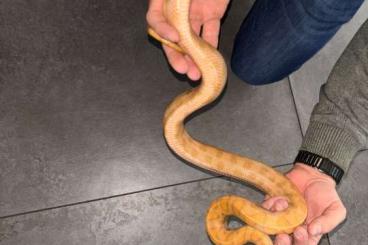 Boas kaufen und verkaufen Foto: Epicrates cenchria Caramel 1.0 (male)