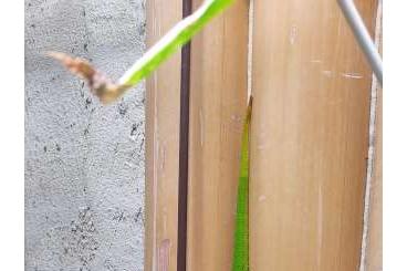 Geckos kaufen und verkaufen Foto: Große Madagaskar-Taggecko (Phelsuma grandis)