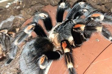 Vogelspinnen kaufen und verkaufen Foto: Terra plaza budapest február 16 