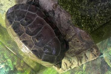 Schildkröten  kaufen und verkaufen Foto: Wasserschildkröte sucht ein neues Zuhause :)