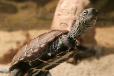 Schildkröten  kaufen und verkaufen Foto: Chinesische Dreikielschildkröte