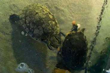 Schildkröten  kaufen und verkaufen Foto: Wasserschildkröten (Trachemys Venusta) suchen ein neues zu Hause