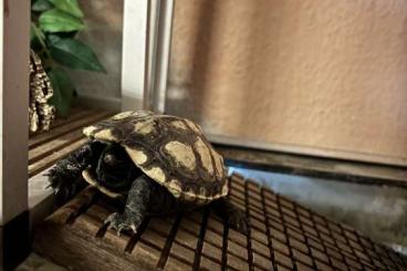 Schildkröten  kaufen und verkaufen Foto: Chinesische Wasserschildkröte