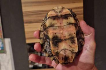 Schildkröten  kaufen und verkaufen Foto: Hockerschildkröte Weibchen 