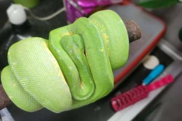 Pythons kaufen und verkaufen Foto: Morelia viridis 04/22 2.0 