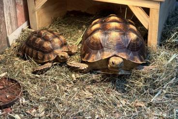 Landschildkröten kaufen und verkaufen Foto: Spornschildkröte (Sulcata) 5jährig mit Papieren 