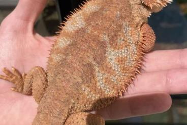 Bearded dragons kaufen und verkaufen Photo: Bartagame mit blauem Muster abzugeben