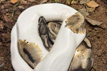 Königspythons kaufen und verkaufen Foto: 0.1 Pastel piebald Python Regius for Hamm march