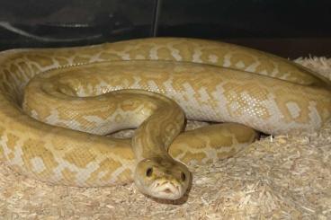 Schlangen kaufen und verkaufen Foto: Burmese pythons female !!!