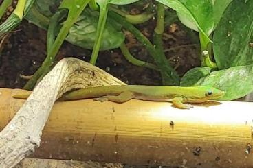 Geckos kaufen und verkaufen Photo: Biete Phelsuma laticauda laticauda 