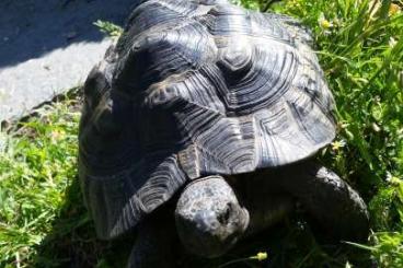 Landschildkröten kaufen und verkaufen Foto: Maurische Landschildkröte weiblich 2008