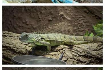 other lizards kaufen und verkaufen Photo: Diverse Grüne Leguane Blau Rot Grün