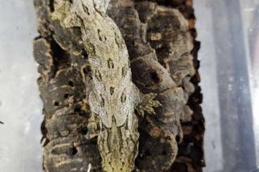 Geckos kaufen und verkaufen Photo: leachianus mt koghis friedel