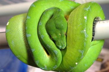 Snakes kaufen und verkaufen Photo: Morelia viridis Sorong et biak