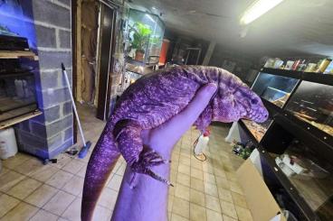 other lizards kaufen und verkaufen Photo: Couples tegu rufescens adulte other lizards kaufen und verkaufen Photo: Couples tegu rufescens adulte