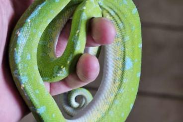 Pythons kaufen und verkaufen Foto: Couples morelia viridis Sorong blue chain Pythons kaufen und verkaufen Foto: Couples morelia viridis Sorong blue chain