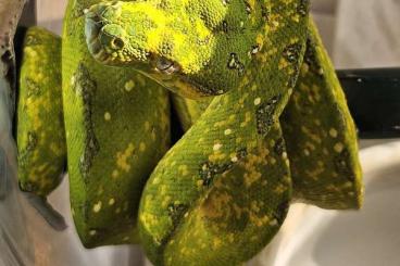 Snakes kaufen und verkaufen Photo: morelia viridis azurea biak juvénile Snakes kaufen und verkaufen Photo: morelia viridis azurea biak juvénile