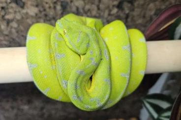 Pythons kaufen und verkaufen Foto: 0.1 morelia viridis Sorong blue chain adulte Pythons kaufen und verkaufen Foto: 0.1 morelia viridis Sorong blue chain adulte