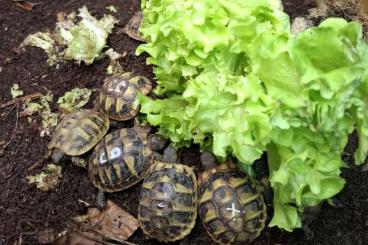 Landschildkröten kaufen und verkaufen Foto: Griechische Landschildkröten THB aus liebevollen Händen zu verkaufen 