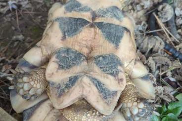 Landschildkröten kaufen und verkaufen Foto: Männliche Breitrandschildkröte