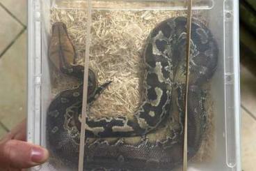 Pythons kaufen und verkaufen Photo: Python curtus, CB 2023, no fixed price, or exchange 