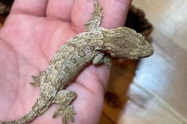 Geckos kaufen und verkaufen Photo: Rhacodactylus leachianus/ Leachie