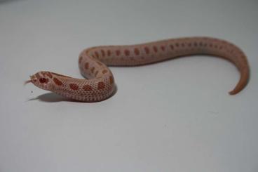 Nattern ungiftige kaufen und verkaufen Foto: hognose snake (heterodon nasicus) 12/6 - 2025 Nattern ungiftige kaufen und verkaufen Foto: hognose snake (heterodon nasicus) 12/6 - 2025