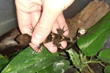 Geckos kaufen und verkaufen Photo: Cyrtodactylus irianjayaensis