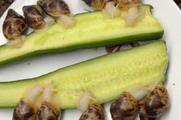 Schnecken kaufen und verkaufen Foto: Afrikanische Riesenschnecken (Achantia)