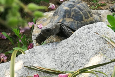 Tortoises kaufen und verkaufen Photo: 63741 Aschaffenburg / männl. Griech. Landschildkröte / 17 Jahre alt