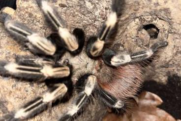 Vogelspinnen kaufen und verkaufen Foto: Vitalius chromatus zu verkaufen 