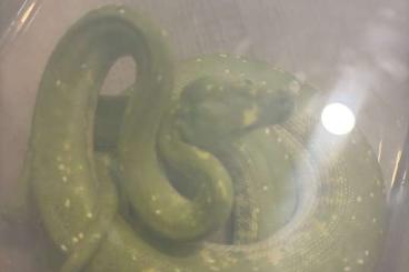 Pythons kaufen und verkaufen Foto: Morelia Viridis 1.0 2021 Deutsche Nachzucht 