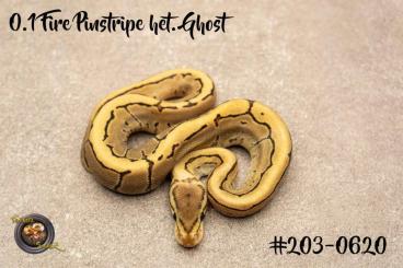 Ball Pythons kaufen und verkaufen Photo: Fire Pinstripe het. Ghost Königspython zu verkaufen