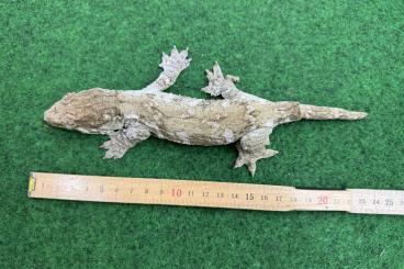 Geckos kaufen und verkaufen Foto: 0,0,1 Rhacodactylus l. leachianus Mt. Koghis Tröger line F2 CB 09/2023