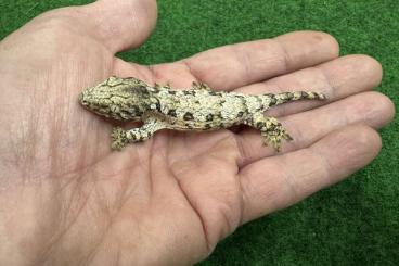 Geckos kaufen und verkaufen Foto: 0,0,1 Rhacodactylus l. leachianus Mt. Koghis Tröger line F3 CB 09/2024