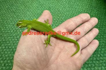 Geckos kaufen und verkaufen Photo: 1,0 Naultinus grayii CB 07/2023